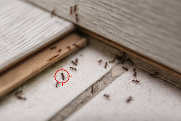Best Insect Control  in Montesano, WA