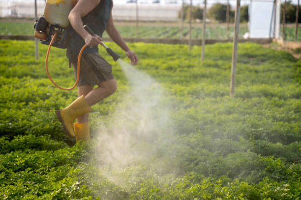 Best Affordable Pest Control Services  in Montesano, WA