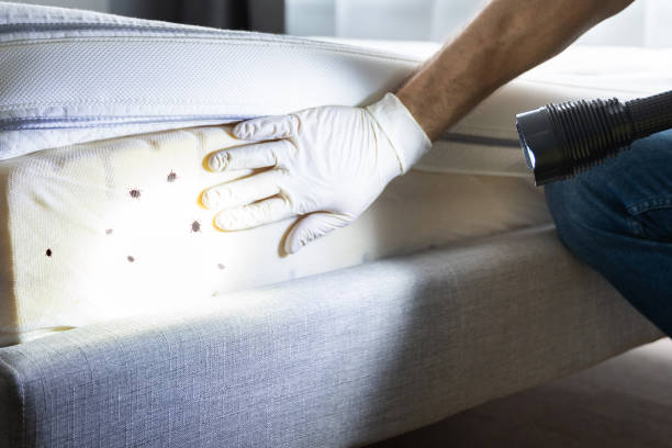 Best Pest Prevention Services  in Montesano, WA