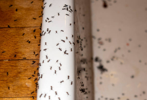 Best Ant Control Services  in Montesano, WA