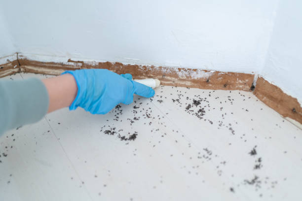 Best Pest Control Treatment  in Montesano, WA